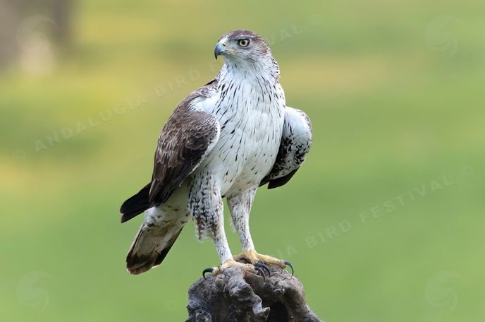 ÁGUILA PERDICERA POSADA