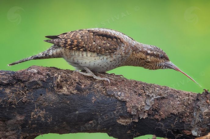 TORCECUELLO COMIENDO