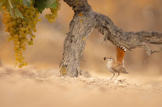 ALZACOLA EN VIÑEDO